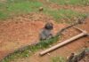 Viral Monkey PRANK Lands Tourists in Jail! Young monkey standing by a low fence on a dirt and grass slope