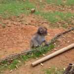 Young monkey standing by a low fence on a dirt and grass slope
