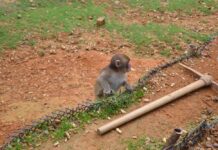 Viral Monkey PRANK Lands Tourists in Jail! Young monkey standing by a low fence on a dirt and grass slope