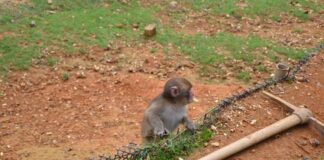 Young monkey standing by a low fence on a dirt and grass slope
