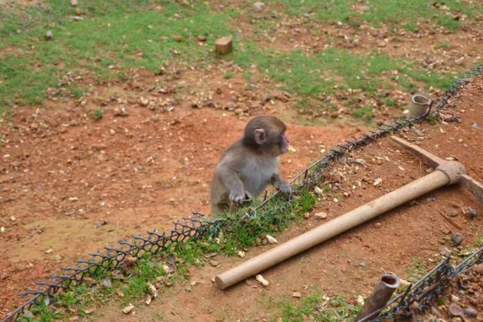 Young monkey standing by a low fence on a dirt and grass slope