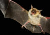 Rabid Bat Bite Sparks Family Emergency Bat flying with mouth open in darkness