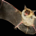 Rabid Bat Bite Sparks Family Emergency Bat flying with mouth open in darkness