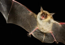 Rabid Bat Bite Sparks Family Emergency Bat flying with mouth open in darkness