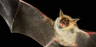 Bat flying with mouth open in darkness