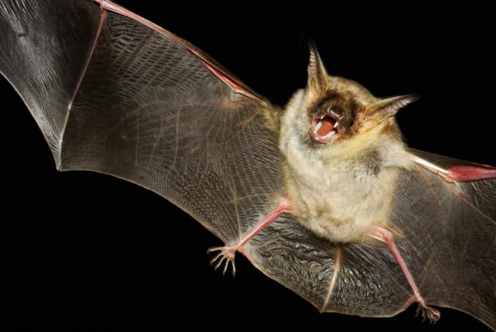 bat-bite103569466 Bat flying with mouth open in darkness