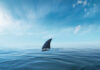 Scientists Push Back On Shark Hype A shark fin emerging from calm ocean waters under a blue sky