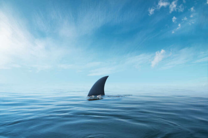 Shark,Fin,On,Surface,Of,Ocean,Agains,Blue,Cloudy,Sky A shark fin emerging from calm ocean waters under a blue sky