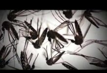 Hillsborough County increases aerial mosquito spraying as dengue cases rise