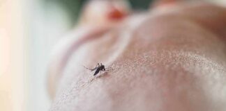 Mosquito on human skin